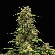 Sweet Skunk Auto – product view 4