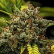 Sweet Skunk Auto – product view 5