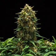 Sweet Skunk Auto – product view 6