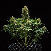 Sweet Skunk Auto – product view 7