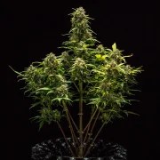 Sweet Skunk Auto – product view 8