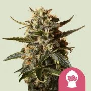 Bubblegum XL – product view 1