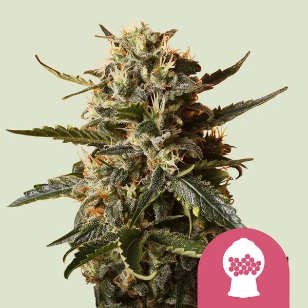 Bubblegum XL – product view 1