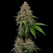 Bubblegum XL – product view 2