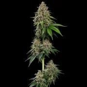 Bubblegum XL – product view 3