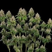 Bubblegum XL – product view 4