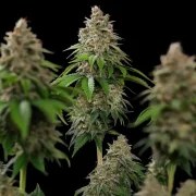 Bubblegum XL – product view 5