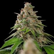 Bubblegum XL – product view 6