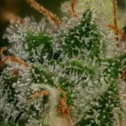 Bubblegum XL – product view 7