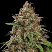 Bubblegum XL – product view 8