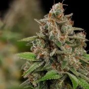Bubblegum XL – product view 9