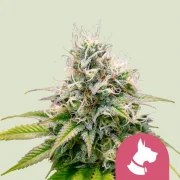 Kali Dog – product view 1