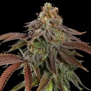 Kali Dog – product view 2