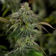 Kali Dog – product view 3