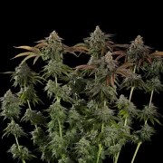 Kali Dog – product view 4