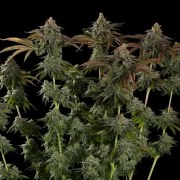 Kali Dog – product view 5