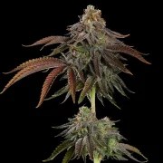 Kali Dog – product view 6