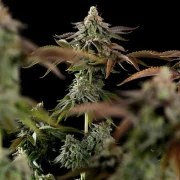 Kali Dog – product view 7