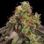Kali Dog – product view 8