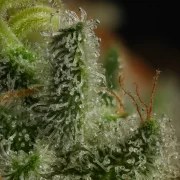 Kali Dog – product view 9