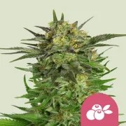 Haze Berry – product view 1