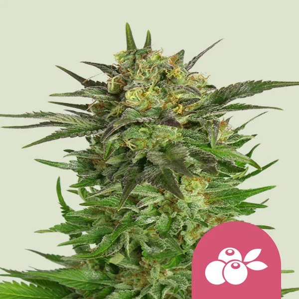 Haze Berry – product view 1