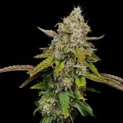 Haze Berry – product view 2