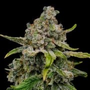 Haze Berry – product view 3