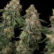 Haze Berry – product view 4