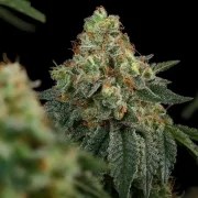 Haze Berry – product view 5