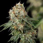 Haze Berry – product view 6