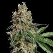 Haze Berry – product view 7