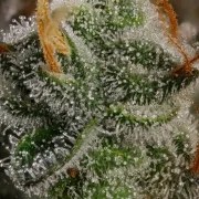Haze Berry – product view 8