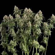 Haze Berry – product view 9