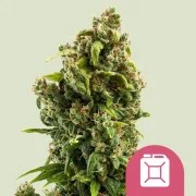 Sour Diesel – product view 1