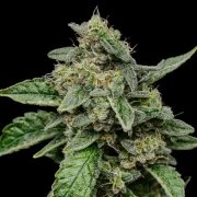 Sour Diesel – product view 2