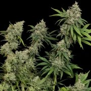 Sour Diesel – product view 3