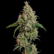 Sour Diesel – product view 4