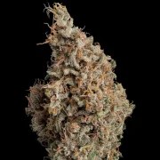 Sour Diesel – product view 5