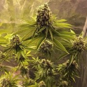 Sour Diesel – product view 6