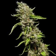 Sour Diesel – product view 7