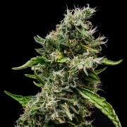 Sour Diesel – product view 8
