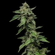 Sour Diesel – product view 9
