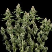 Honey Cream (Fast Flowering) – product view 2