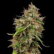 Honey Cream (Fast Flowering) – product view 3