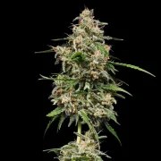 Honey Cream (Fast Flowering) – product view 4