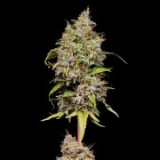 Honey Cream (Fast Flowering) – product view 5