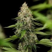 Honey Cream (Fast Flowering) – product view 7