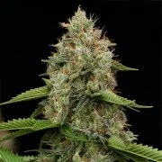 Honey Cream (Fast Flowering) – product view 8