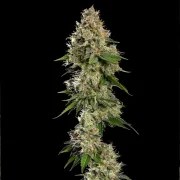 Honey Cream (Fast Flowering) – product view 9